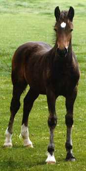 Maesmynach Elegance