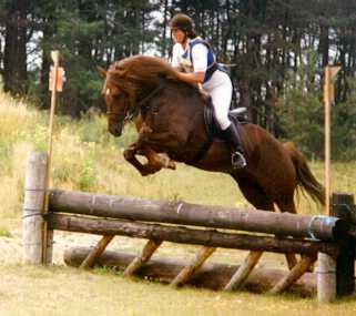 Maesmynach Welsh Flyer